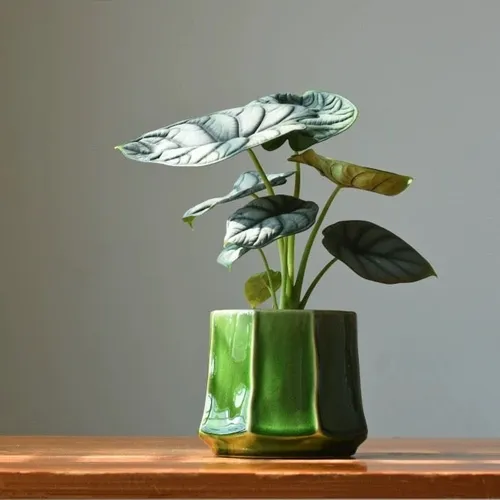 Bella Glazed Ceramic Plant Pots